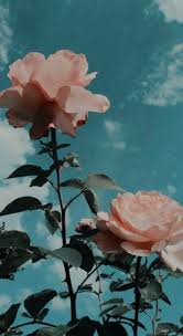 Trendy Flowers Pink Tumblr Roses Ideas Aesthetic Iphone Wallpaper Sunflower Wallpaper Tumblr Wallpaper