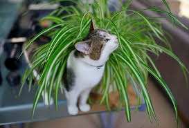 7 Spider Plant Benefits Scientifically Proven In 2020 Plants Pet Friendly Cat Safe Plants Pet Friendly House