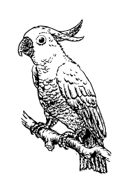 A few boxes of crayons and a variety of coloring and activity pages can help keep kids from getting restless while thanksgiving dinner is cooking. Coloring Page Cockatoo Free Printable Coloring Pages Img 15708