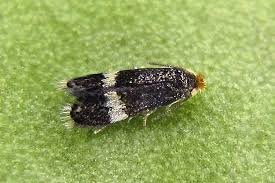 Image result for Stigmella freyella