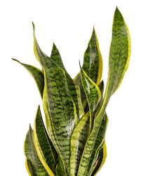 Image result for Vahadenia laurentii