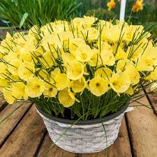 Hoop Petticoat Daffodil Julia Jane K Van Bourgondien Bulbs In 2020 Daffodils Showy Flowers Plant Spacing
