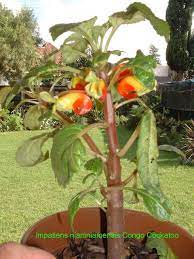 Congo cockatoo, parrot plant, african. Plantfiles Pictures Impatiens Congo Cockatoo Parrot Plant African Queen Queen Congo Impatiens Niamniamensis By Kiepersol