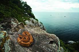 Snake island | photo by joao marcos rosa. Ilha Da Queimada Grande The Snake Island Amusing Planet