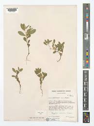 Image result for Polygala arenaria