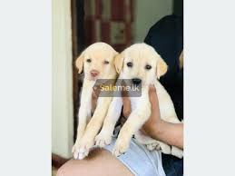 Eva folding steel cheap price standard dog cages for sale. Pets Labrador Retriever Puppies In Ja Ela Saleme Lk
