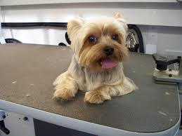 Pin On Yorkie Cuts