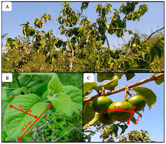 Image result for Vangueria