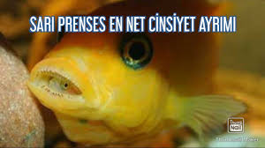 Sari Prenses Ciklet 3 Adimda En Net Cinsiyet Ayrimi Youtube