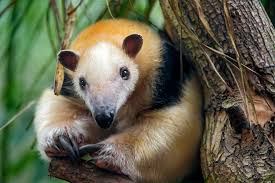 The amazon rainforest, alternatively, the amazon jungle or amazonia, is a moist broadleaf tropical rainforest in the amazon biome that covers most of the amazon basin of south america. The Cutest Animals In South America Realwords