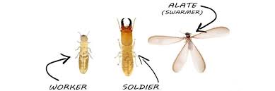 It only lasts about eight hours, so you will need to reapply each day until the termites are gone. How To Get Rid Of Drywood Termites Treatment Prevention