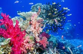 Waya is an island in the southern part of the yasawa islands of fiji. Die Fidschi Inseln Ein Echter Urlaubstraum Urlaubsguru