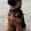 The german shepherd is a relatively new breed of dog, with its origin dating to 1899. Https Encrypted Tbn0 Gstatic Com Images Q Tbn And9gcttwk Vhwwltbhsaypn5rxguaf3expjgfmxscqic40 Usqp Cau