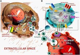 Maybe you would like to learn more about one of these? Exome Mediated Drug Delivery To The Bone Microenvironment Ijn