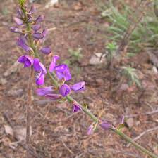 Image result for Neorautanenia mitis