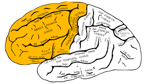 Image result for Frontal Lobe