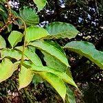 Image result for Markhamia obtusifolia