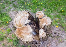 Maybe you would like to learn more about one of these? Stump Removal Tree Service Tyler Tx