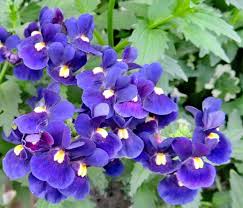 Image result for Nemesia
