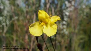 Image result for Xyris peteri