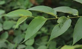 Image result for Trema sp A