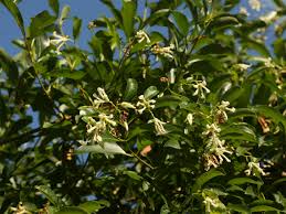 Image result for Apocynaceae subfamily Periplocoideae