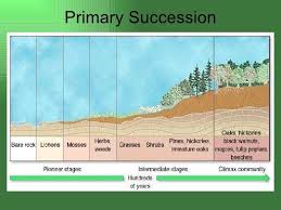 7 Primary Succession Primary Succession Ecological Succession Ecology