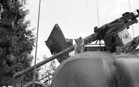 WWII Pictures على X: "A French kitten beside a M2 Browning heavy machine  gun