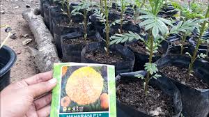 Here at maharaniweddings.com you will find glittering seeds of inspiration for every aspect of your. Cara Pemupukan Bunga Marigold Maharani F1 Umur 20 Hst Youtube