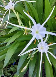 Image result for Buchnera speciosa