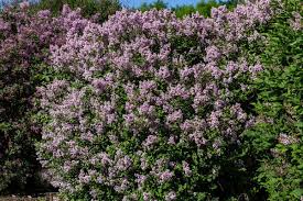 Image result for Syringa meyeri ´Palibin