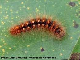 These furry little guys eat all kinds of plants and weeds, which means that they can be found almost anywhere. Black Caterpillar Identification Pictures With Fuzzy Caterpillars