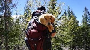 Dogs outdoor pet dog carrier bag pet dog front bag mesh backpack headitem type: Is It Possible To Find Dog Carrier Backpack 60 Lbs Or 70 Lbs Petcosset