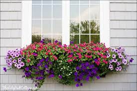 Order from ferns n petals, india's largest online florist & gift shop catering to personal, corporate gifting needs. Best Flowers For Window Boxes 4 Window Box Flowers Window Box Plants Window Box