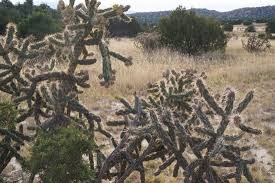 Up to 12 inches joints: Sculptural Cholla Cactus On The Sides Of The Trail Picture Of Galisteo Basin Preserve Santa Fe Tripadvisor