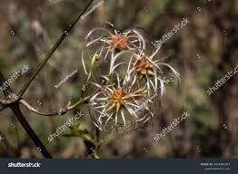 Image result for Clematis brachiata