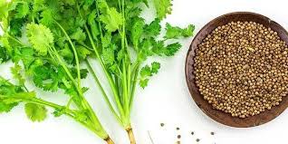 Check spelling or type a new query. Coriandolo Il Prezzemolo Cinese Coriandolo Prezzemolo Cucina Naturale