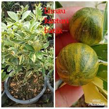 Limau kasturi adalah salah satu jenis buah yang termasuk ke dalam spesies jeruk. Limau Kasturi Batik Jual Beli Anak Pokok Dan Bunga Facebook