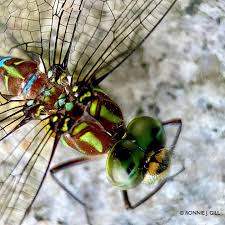 Image result for Gnidia virescens