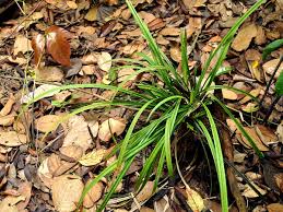 Image result for Hypolytrum pynaertii