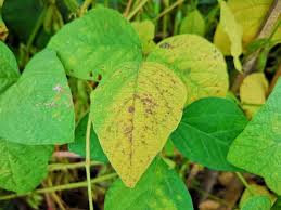 Root rots are favored by moderate to high soil moisture, various soil temperature regimes, soil compaction, poor drainage, continuous or frequent cropping to beans, and other factors that cause plant stress. How To Plant Green Beans In Your Garden Tricks To Care