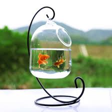 It's important to know what fish can live with bettas. White Bracket Small Transparent Glass Fish Vase Aquarium For Betta Fish Moss Balls Air Plants Haoun Hanging Fish Tank Fish Bowl Glass With Metal Bracket Fish Bowls