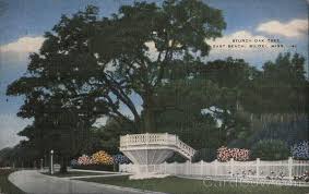 Access 563 trusted reviews, 89 photos & 89 tips from fellow rvers. Sturdy Oak Tree Biloxi Ms Postcard
