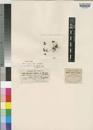 Image result for Marsilea nubica