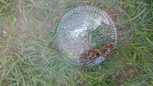 Owad jest smakowitym kąskiem dla kretów, kun i kotów oraz. Turkuc Podjadek Szkodniki I Zarazy Forum Budowlane Budujemydom Pl