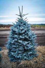 The mayday tree is a medium sized ornamental tree that is closely related to the chokecherry. Baker S Blue Colorado Spruce Trees For Sale The Tree Center
