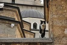 According to religious resources regarding halal and haram meat, there are general rulings and numerous standards;. Islam And Cats Wikipedia