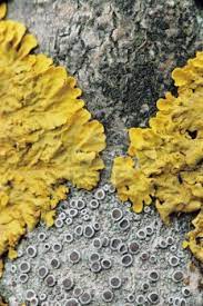 Yellow fungi at the base of a willow tree. Common Yellow Lichen On Tree Bark Lichen Moss Lichen Tree Bark