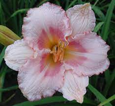 (cabbage flower × siloam double classic) awards: Pink Cotton Candy