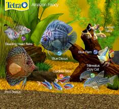 Biotope 1 Amazon Fish Are You Looking Into A Different Facet Of Fish Keeping Consider A Biotope Tank What Is A Biotope It Tipos De Peixe Aquarios Peixes